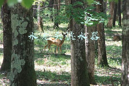 水龙头净水器十大名牌(净水器十大名牌有哪些，让饮水更健康)