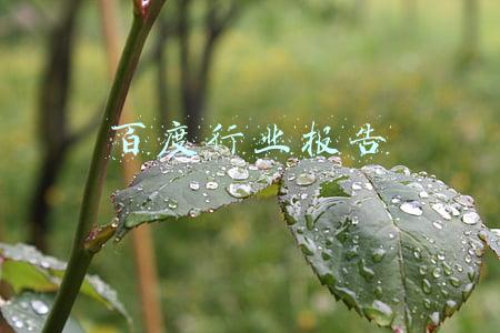 百度年度报告(百度2020财报解析（下）：剖析百度移动生态进化“现金牛”尚能饭否？)