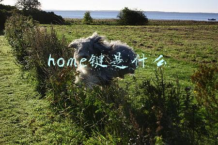 home键是什么