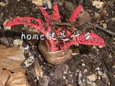 home键是什么意思手机苹果(iPhone 13正式发布：买之前看看这三点)