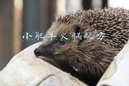 小肥羊火锅配方