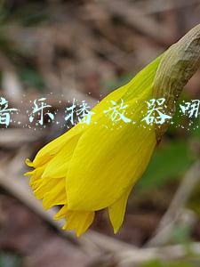 手机音乐播放器哪个好用(多款音频APP对比告诉你手机听歌选什么)