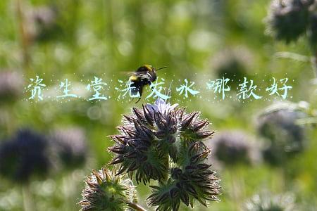 资生堂洗发水哪款好