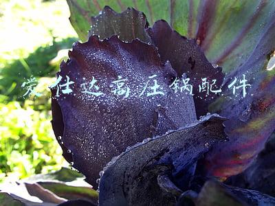 爱仕达高压锅配件手柄(「压力锅科普系列」专家解读压力锅手柄安装小妙招)