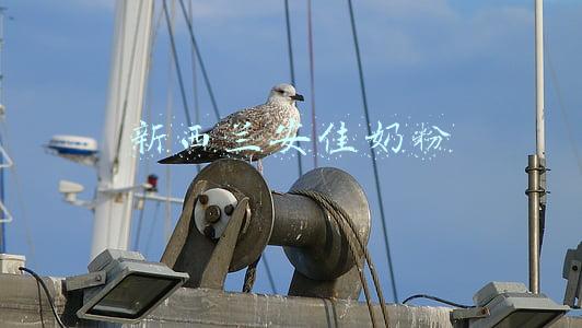 新西兰安佳奶粉孕妇可以喝吗(伊利、蒙牛、德亚、安佳脱脂纯牛奶哪家强，怎么选)