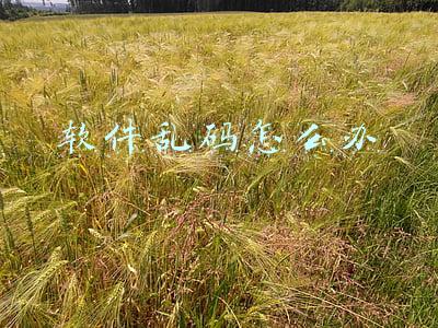 软件乱码怎么办