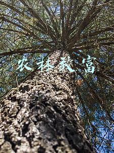 农林致富项目(10份乡村能人致富经等你来取，他们的成功你也可以复制)