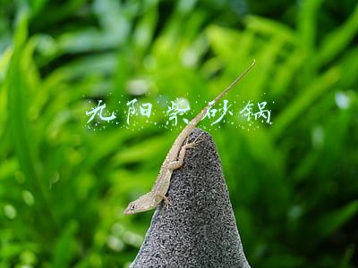 九阳紫砂锅