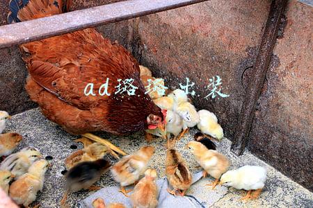 lol手游ad璐璐出装(月石璐璐成纳尔克星 版本五大被低估套路)