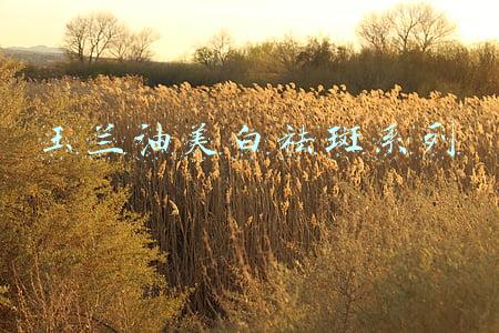 玉兰油美白祛斑系列