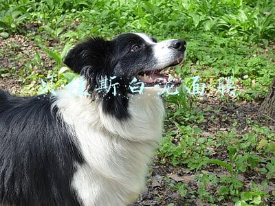 贝佳斯白泥面膜