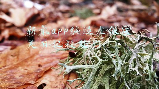 新氧医美是真实的吗(新氧App遭市场监管总局点名背后：造假现象屡禁不止，年内股价已跌逾60%)