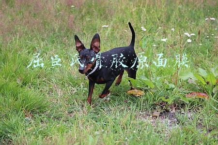 屈臣氏骨胶原面膜 屈臣氏骨胶原面膜