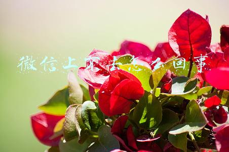 微信登不上去了(微信被限制登录该怎么办？腾讯客服解答来了)