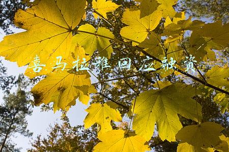 喜马拉雅回应融资 喜马拉雅回应融资