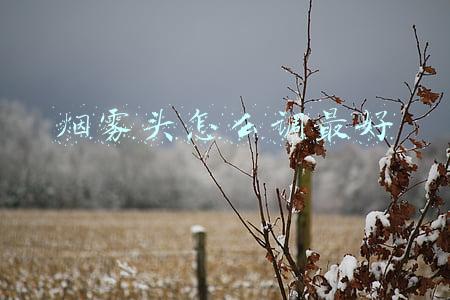 怎么调烟雾头才能无视烟雾(穿越火线：武器枪身可透视烟雾？这不是第一次了，何时将它实用上)