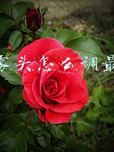 烟雾头怎么调最好