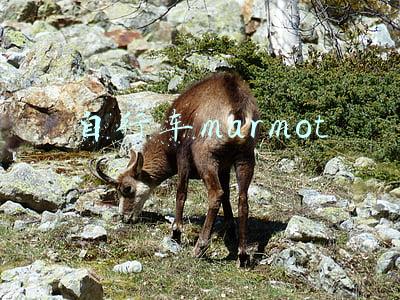 自行车marmot