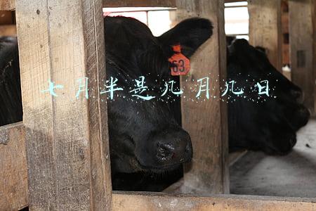 七月半是几月几日2020(小米股价再次跌破发行价，2022年或将持续承压)