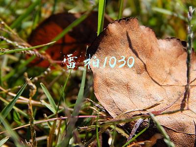 雷柏1030评测(雷柏V860-87青轴机械键盘评测：经典键盘造型省空间但好用)