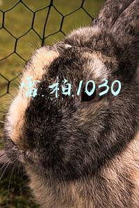 雷柏1030拆解(雷柏这波很稳 配上原厂Cherry轴 质量更上一层楼)