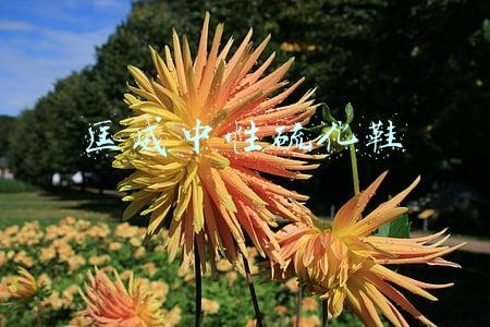 匡威中性硫化鞋