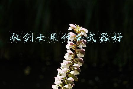 驭剑士毕业武器(DNF：二次觉醒武器设定，女鬼剑的武器超帅)