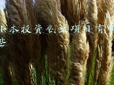 小本投资创业项目加盟(小投资项目有哪些项目，小投资加盟什么好)
