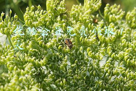 优酷会员免费领取 1天