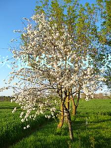 新版本寒冰怎么出装(英雄联盟寒冰辅助出装s11帝国指令，是如何恶心他人，成就自己的)