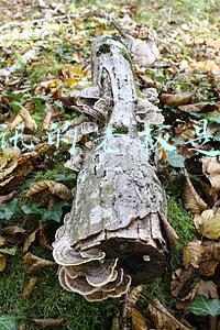 腾讯公司老大是谁(元宇宙时代，腾讯可能仍是老大)