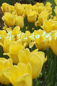 苹果手机如何防盗