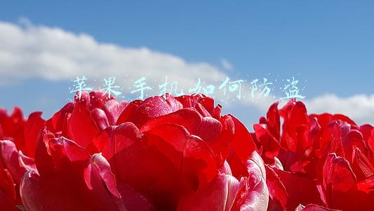 苹果手机如何防盗