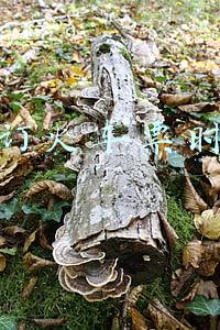 火车票电话订票时间规定(买火车票注意了！重大调整)