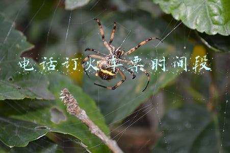 几点可以订火车票(春运火车票明日开售！请收藏这份订票时间表)
