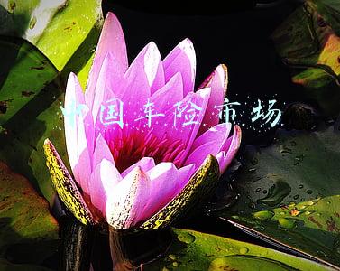 中国车险市场分析(车险行业性亏损出现：前7月车险综合成本率超100%)