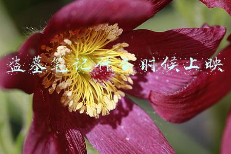 盗墓笔记电影最新一部什么时候上映(开年巨制《蟒山》定档2月3日 腾蛇骑虎惊魂献映)