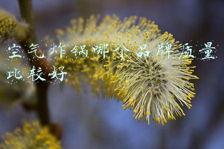 空气炸锅哪个品牌质量比较好
