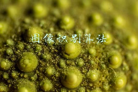 图像识别算法