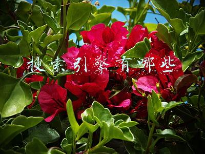 搜索引擎有哪些