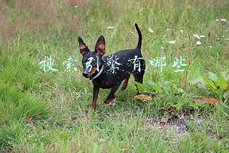 搜索引擎有哪些