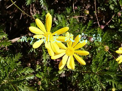 mysql修改密码命令(mysql密码忘了，修改密码)