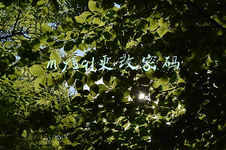 MySQL修改密码(mysql8 创建用户后修改密码)