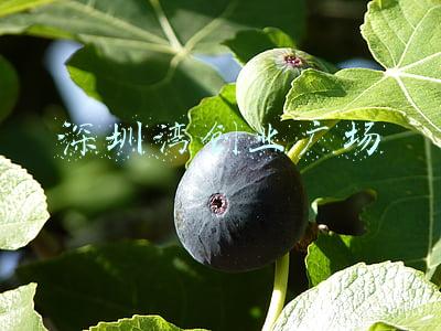 深圳湾创业广场