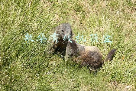 歌华有线机顶盒一拖二(6月10日沪深两市交易提示早知道)
