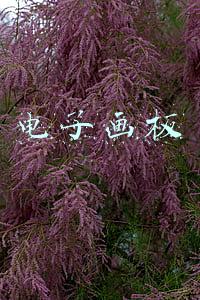 电子画板