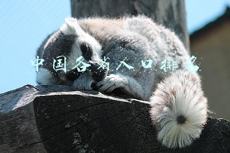 中国各省人口排名