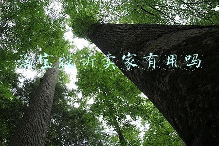 可以投诉淘宝卖家不(在淘宝购物不发货，我该怎么投诉理赔？看完这篇文章你就懂了)