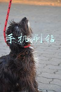 手机刷钻石都会看怎么办(一条短视频，让400多人上当受骗｜今晚九点半)