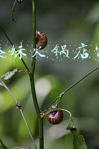 傣妹加盟费及加盟条件，傣妹加盟费多少